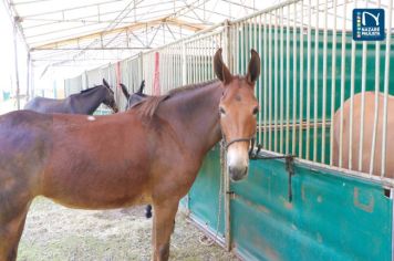 Foto - Veja como foi o 1º dia da Prova de Marcha de Equinos e Muares 2024 de Nazaré Paulista